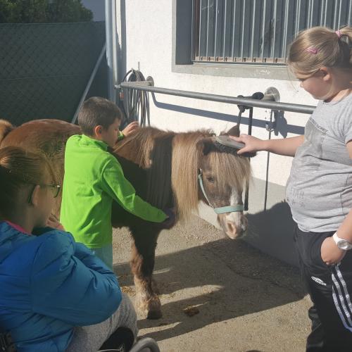 Besuch am Ponyhof - Nachmittagsbetreuung