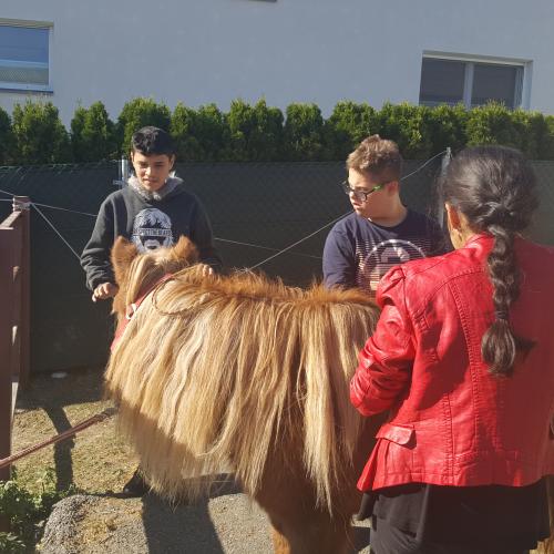 Besuch am Ponyhof - Nachmittagsbetreuung
