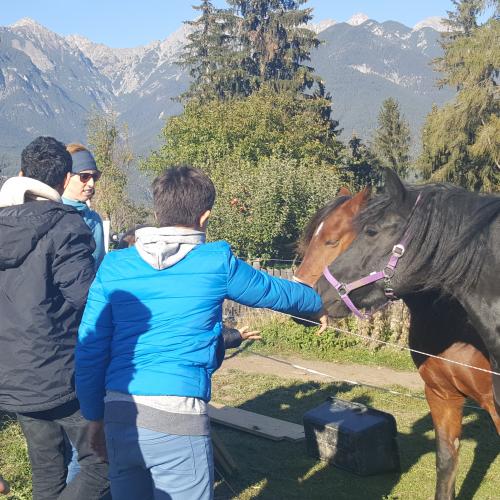 Besuch am Ponyhof - Nachmittagsbetreuung