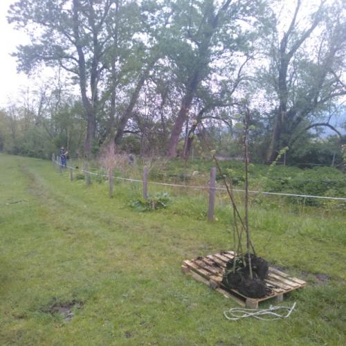 Projekt „Renaturierung Zirl Ost“