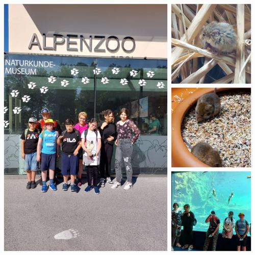 Alpenzoo