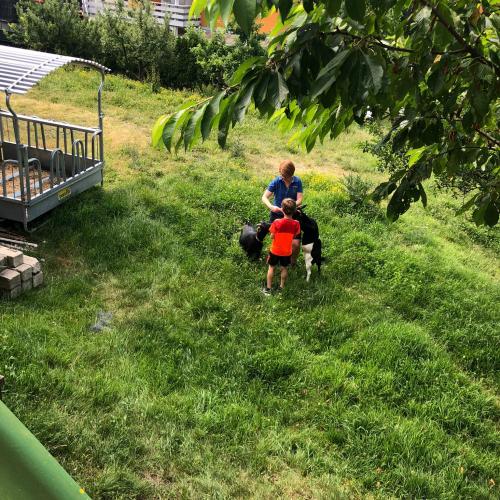 Besuch am Bauernhof 1d