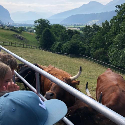 Besuch am Bauernhof 1d