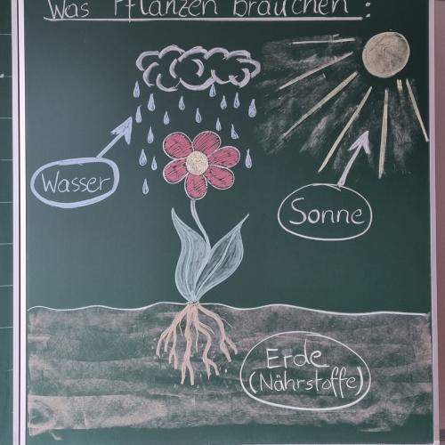 Pflanzensetzlinge E4