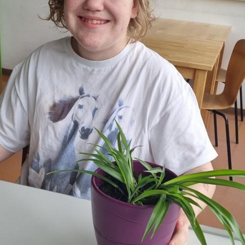 Pflanzensetzlinge E4