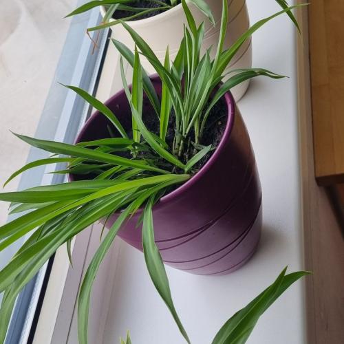 Pflanzensetzlinge E4