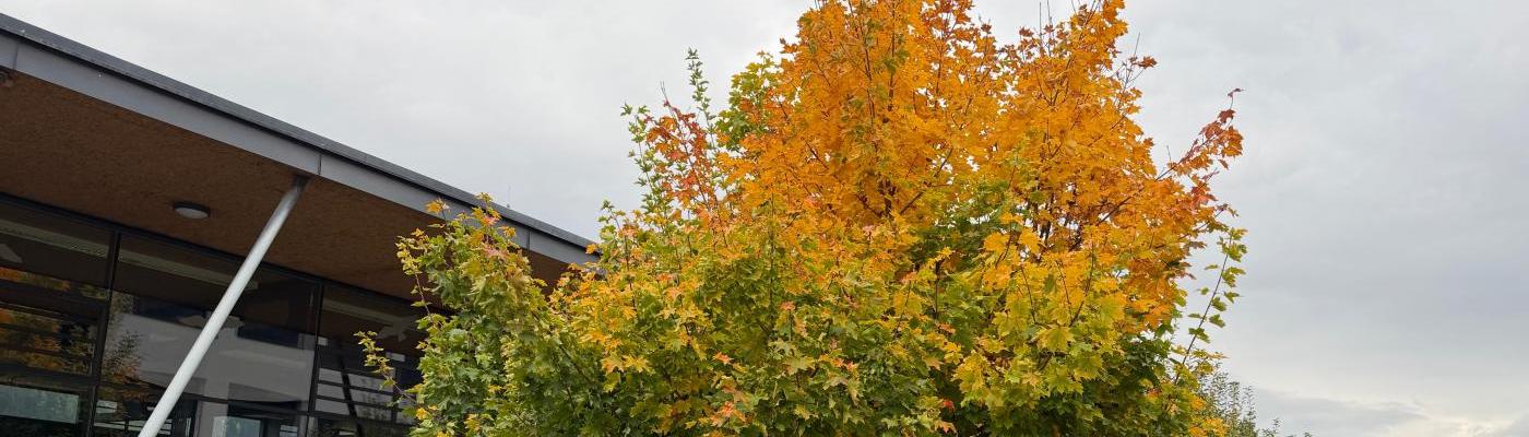 Schule Herbst 1